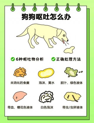 狗狗能吃荠菜吗，狗狗可以吃荠菜馅的饺子吗？