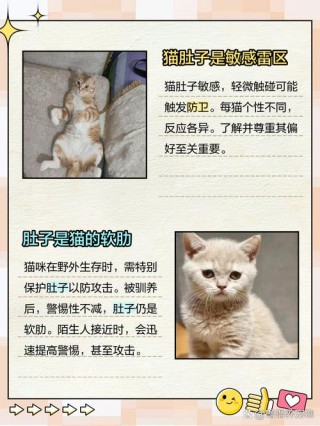 猫咪为什么不让摸肚子，猫咪为何不让摸肚子？