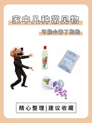 狗狗84中毒什么症状，（狗狗84中毒怎么办）