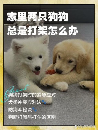 两只狗狗打架怎么办？两只狗打架还能和好如初么（最新）
