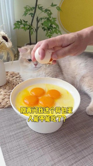 两个月的猫猫吃什么？两个月的猫猫吃什么东西（最新）