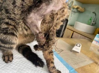 猫咪骨头断了能自愈吗？猫咪骨头断了能自愈吗图片（最新）