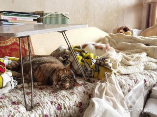 冬天猫咪怕冷吗？冬天猫咪怕冷吗该怎么给猫咪保暖（最新）