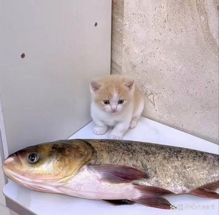 猫咪可以吃生三文鱼吗？猫咪吃生三文鱼吗好吗（最新）