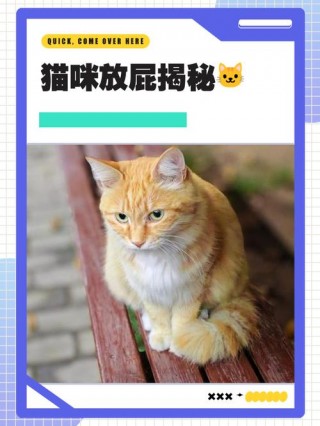 猫猫会放屁吗，猫猫会放屁吗?和人一样的味道吗?？