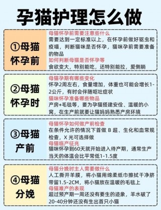 猫咪怀孕需要注意什么，猫咪怀孕应该注意哪些？