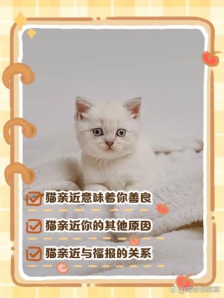 猫咪蹭你腿什么意思，（猫咪蹭腿并咬你是什么意思）
