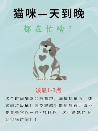 猫咪都在想什么？猫咪都在想啥（最新）