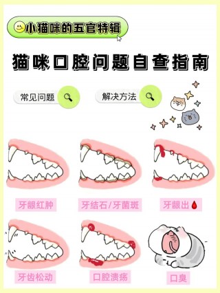 猫咪有口臭怎么办，猫咪口臭怎么办呢？