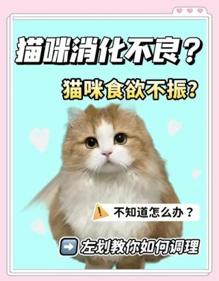 猫咪消化不良症状，（猫咪消化不良症状怎么办）