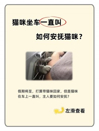 猫咪一直叫是什么意思？猫咪对话翻译器（最新）