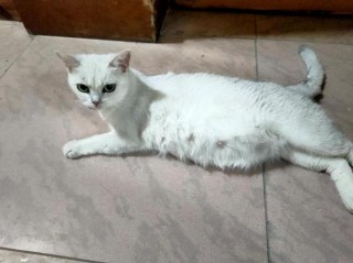 猫咪怀孕肚子不大，（猫怀孕后肚子不大）