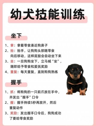 狗狗服从性训练，狗狗服从性不好怎么办？