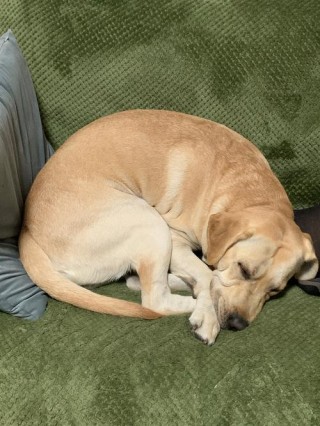 狗狗哀嚎是怎么回事？狗哀嚎是什么征兆（最新）