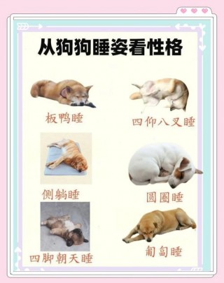 狗狗老爱睡觉怎么回事？狗最近老爱睡觉（最新）