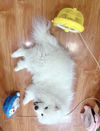 开空调狗狗会冷吗，开空调狗狗会不会冷？