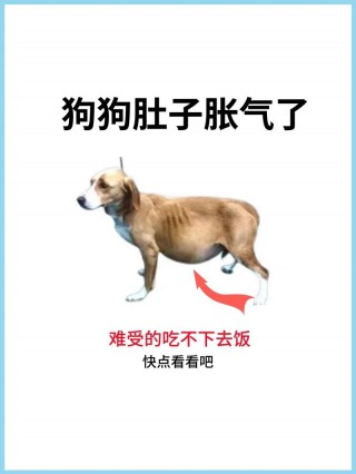 狗狗打嗝怎么办，（狗狗打嗝怎么办啊）