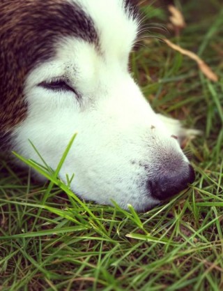 狗狗会被蚊子咬吗？狗狗会被蚊子咬么（最新）