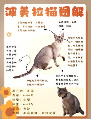 猫咪亲近人的表现，小猫咪亲近人？
