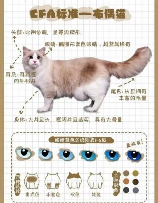 怎么看出猫咪怀孕，咋样看出猫咪怀孕？