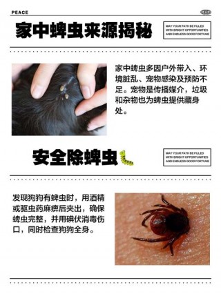 狗狗身上的蜱虫怎么来的，狗狗蜱虫会到人身上吗？