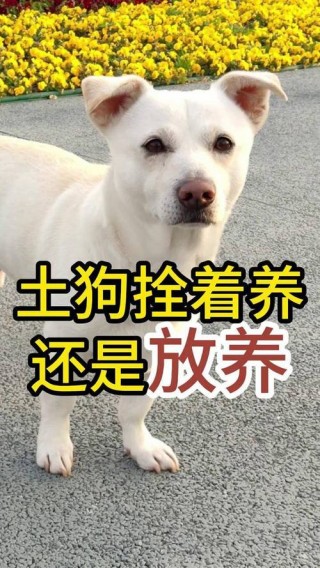 狗狗散养好还是圈养好，（狗狗是散养好还是笼养）