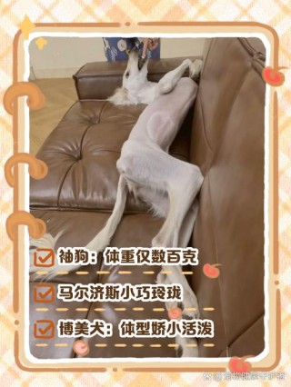 狗狗很瘦是什么原因，狗狗很瘦是什么原因还脱毛？