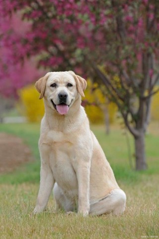 最贪吃的狗狗排名，贪吃的狗叫什么名字？