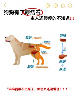 狗狗尿结石的症状，（狗狗尿结石自救三招）