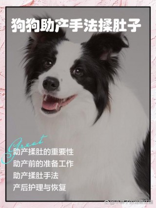 怎样帮狗狗助产，（怎么给狗狗助产视频教程）