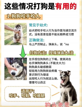 怎么教狗狗不咬人？怎么教狗狗不咬人视频（最新）