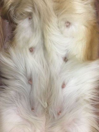 狗狗怀孕怎么看出来？狗狗怀孕怎么看出来生完了（最新）