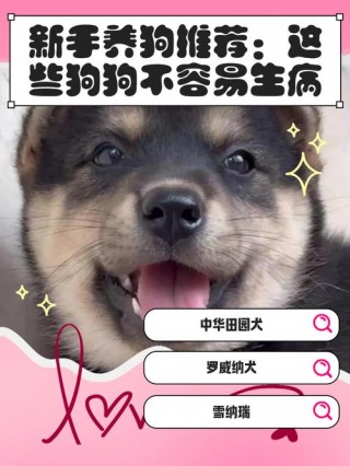 什么狗狗不容易生病，什么小狗不容易生病？