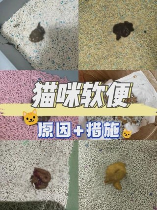 小猫咪不拉屎怎么办，（小猫不啦粑粑怎么办）