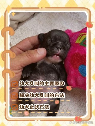 小狗狗一直叫是为什么？小狗一直叫是什么病（最新）