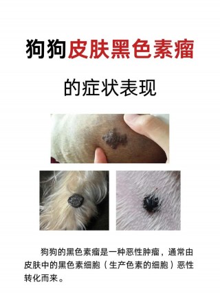 狗狗皮肤变黑是什么原因，（狗狗皮肤变黑是什么情况）