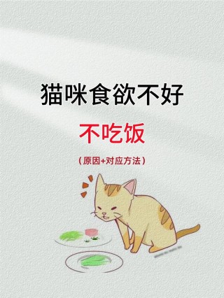 猫咪不喜欢吃猫粮，猫咪不喜欢吃猫粮有几种原因？
