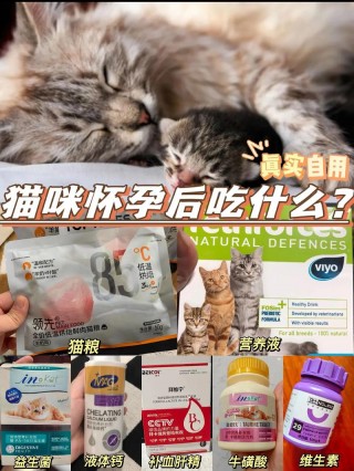 怀孕猫咪吃什么？怀孕猫咪感冒了吃什么药（最新）