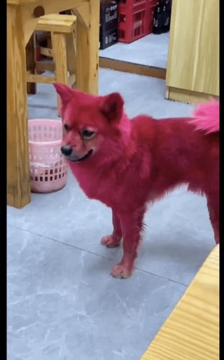 狗狗能吃红心火龙果吗，（狗狗能吃火龙果吗红心的）