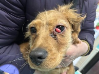 狗狗第三眼睑增生原因？狗狗第三眼睑增生怎么办（最新）