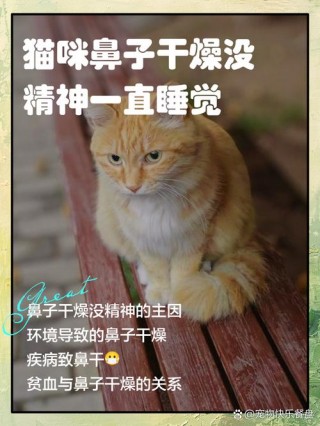 猫咪鼻子干燥没精神，猫咪鼻子干燥没精神一直趴着吃什么药？