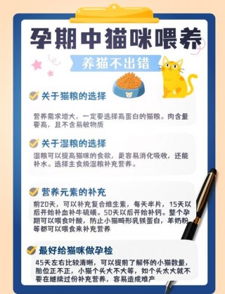 猫咪怀孕吃什么补充营养，（猫咪怀孕吃什么补充营养猫咪怀孕期间能吃猫条吗）