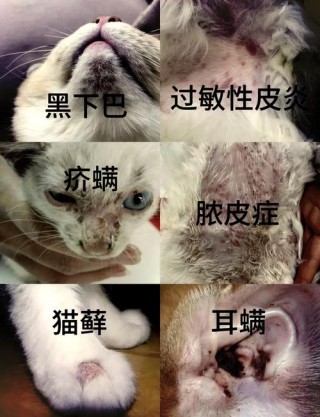 猫咪毛囊炎怎么办，（猫咪毛囊炎什么症状）