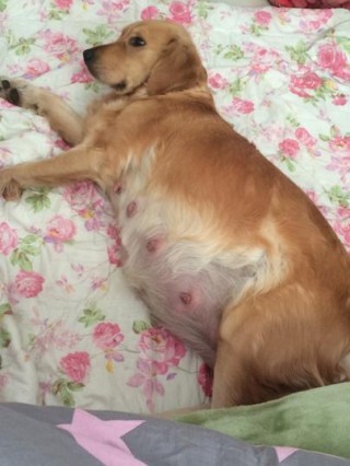 狗狗怀孕70天了还不生，狗狗怀孕七十天还不生？