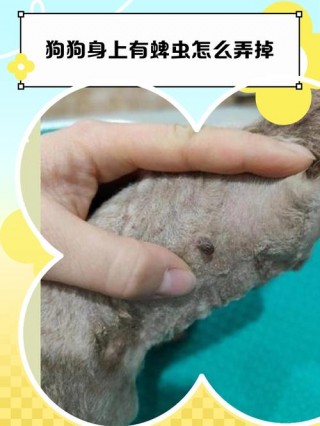 狗狗身上蜱虫怎么消灭？狗狗身上蜱虫怎么消灭用什么药（最新）