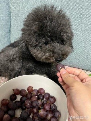 狗狗吃了葡萄怎么解毒，狗吃了葡萄怎么样？