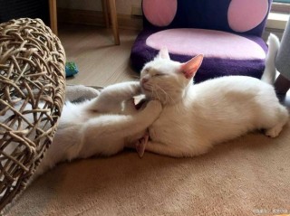 猫咪发情怎么缓解？猫咪发情怎么缓解它?有没有药可以吃?（最新）