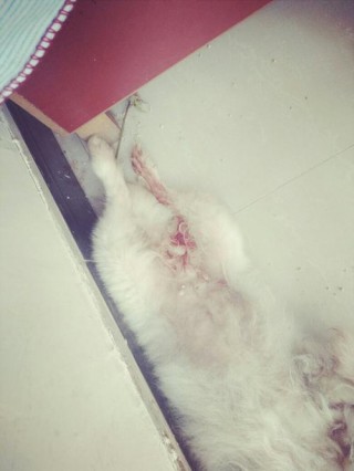 狗狗怀孕会流血吗，狗狗怀孕会流血吗怎么办？