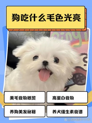 狗狗吃什么毛发亮，狗狗吃什么毛发会亮？