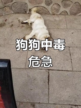 狗狗吃了农药的症状，狗吃了农药会出现什么症状？